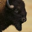 bison head